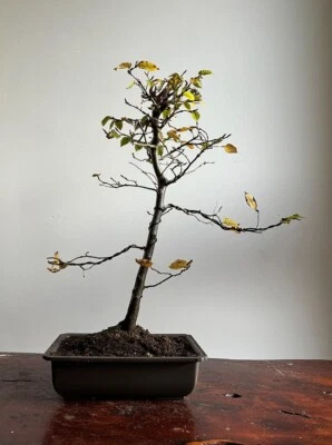 Hornbeam bonsai tree - Carpinus betulus (outdoor) Actual tree - Image 1 of 2