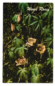 WOOD ROSE Blooms & Buds Morning Glory Family Flowers Hawaii HI Postcard - Picture 1 of 2
