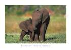 Tier Postkarte, Südafrika Elefanten, Kälber QR1
