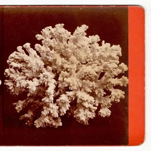 NATURE SCIENCE SV weiße steinerne Blumenkohlkoralle Pocillopora JC Moulton Datum 1873 - Bild 1 von 3