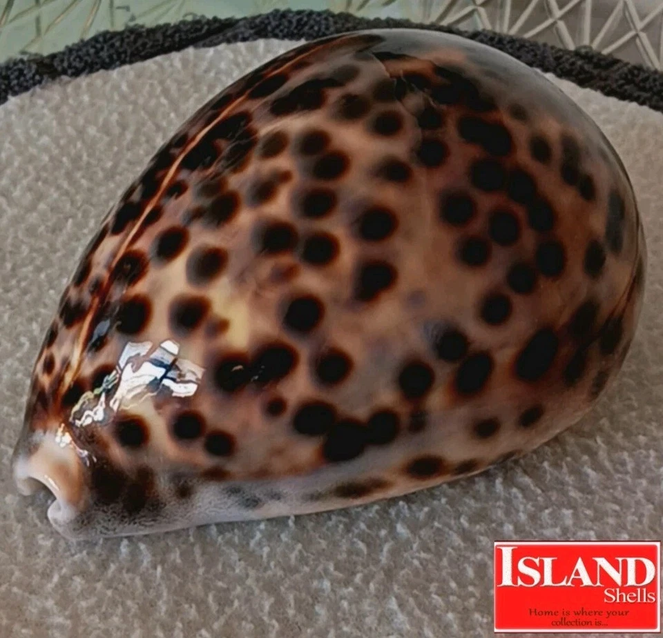 Cypraea tigris para Schilderiana #5 120,2 mm ¡ULTRA! BELLEZA GIGANTE de Hawaii Foto 1 de 4