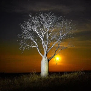 Rompecabezas QPuzzles 256 piezas - Boab Moonrise - Imagen 1 de 1