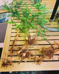 Live Bamboo Rhizome Roots Plants Phyllostachys Aurea - Picture 1 of 5