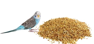 Budgie Food Seed Mix Special Blend Red Yellow Millet Canary Seed Premium Quality - Picture 1 of 9