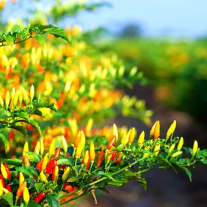 2g Seeds Super Hot Bird’s Eye Chili Ceylon Kochchi Organic Gardening Non GMO - Picture 1 of 8