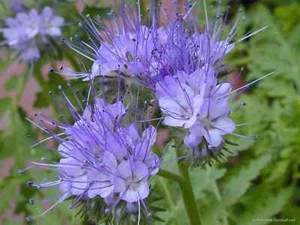 Bienenfreund - Phacelia tanacetifolia - Purple tansy - 100+ Samen - Seeds Z 011 - Bild 1 von 1