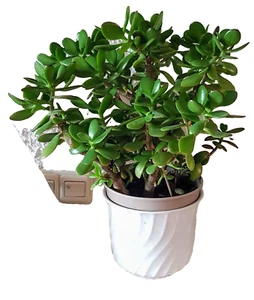 Geldbaum Pfenningbaum Crassula Feng Shui Topfpflanze Super schön, pflegeleicht - Bild 1 von 8