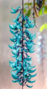 JADE VINE (Strongylodon Macrobotrys) RARE FLOWER / PLANT - Picture 1 of 5