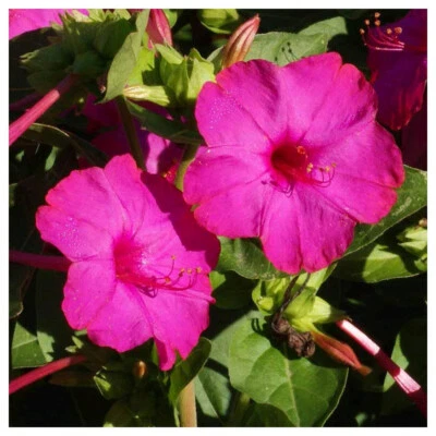 25+ MEZCLA DE ROSAS CUATRO EN PUNTO SEMILLAS FRESCAS PARA TUS JARDINES DE FLORES Foto 1 de 4