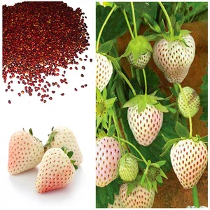 White Alpine Strawberry Fragaria Vesca Pineberry, Sweet Pinapple Flavour Seeds - Picture 1 of 16