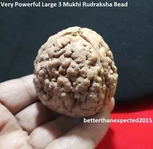 SELTEN GROß 66 mm x 53 MM SAMMLER 3 MUKHI RUDRAKSH THREE FACE RUDRAKSHA 102 GMS - Bild 1 von 3