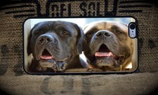 English Mastiff iPhone 6 6S+ custom case