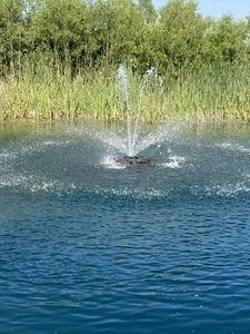 3 Fresh Live Cattail Plants!! - Picture 1 of 4