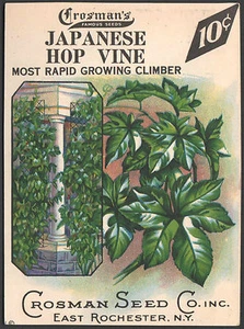 *Vintage* JAPANESE HOP VINE Seed Packet Front Only CROSMAN SEED 1930's *RARE* - Picture 1 of 1