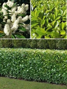 Cherry Laurel | Prunus Laurocerasus | 30+ fresh seeds | Fast Evergreen Hedging - Picture 1 of 4