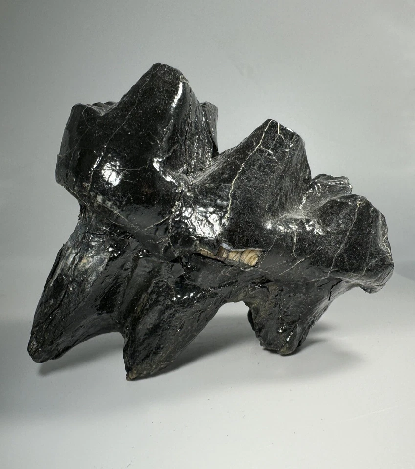 Georgia Mastodon Fossil Tooth/Molar With Partial Root Mammal Fossil Not Mammoth - Image 1 of 4