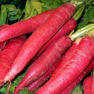 CARROT Atomic Red 300 seeds - 25g HEIRLOOM vegetable garden AUTUMN WINTER SPRING - Picture 1 of 3