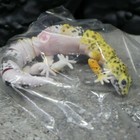 New Bandai Gashapon Leopard Gecko Action Figure ADVANCE High Yellow Color ver