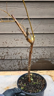 Siberian Elm ( Ulmus pumila ) Tree great for Bonsai #2 - Image 1 of 4