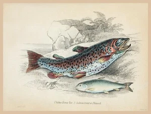 8651.Decoration Poster.Home Room wall art design.Aquarium decor.Salmon fish art - Picture 1 of 1