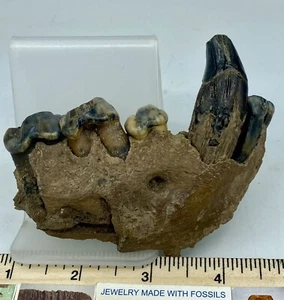 Crocuta crocuta spelaea Juvenile Cave Hyena Teeth Jaw 10,000++ Yrs Old J11 - Picture 1 of 5