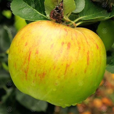 Malus domestica 'Bramley Seedling' | Apple Tree | Garden Fruit Tree | 4-5ft - Image 1 of 4