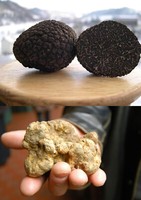 grain BLACK PERIGORD TRUFFLE Tuber melanosporum Mycelium//spawn 1oo