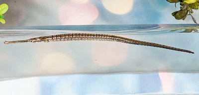 Pez pipa 8" espécimen taxidermia rareza coleccionable educación artesanía arte Foto 1 de 4