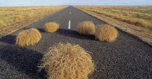 Tumbleweed from wyoming great plains - Picture 1 of 1