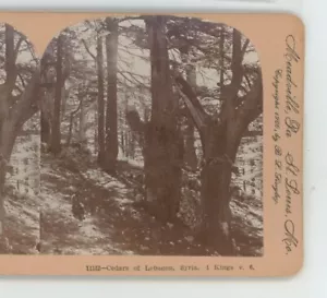 Cedros del Líbano Siria 1 Reyes v6 Keystone Stereoview - Imagen 1 de 2