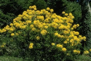 Pontinische Azalee - Bild 1 von 10