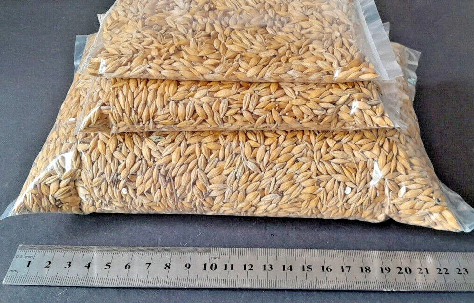 Cat Oat & Barley Grass Mixed Seed 90g - 7kg (1700 - 20000) Seeds UK GROWN