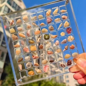 Convenient Clear Shell Storage Box Acrylic Display Case Display Cabinet Tray - Afbeelding 1 van 11