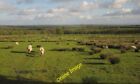 Photo 6x4 Sheep on Bulkworthy Plain Ash Moor Running away from me, as usu c2013