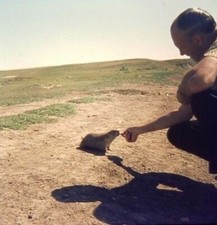 Ag28 vintage Slide Photo Amazing Naturalist Hand Feeding Prairie Dog in the Wild