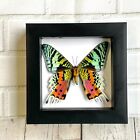 Madagascan Sunset Moth (Urania rhipheus) Box Frame Display Insect Butterfly VEN
