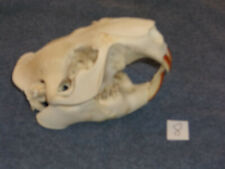 Real Taxidermy Beaver Skull Bone Animals ,Native, natural science,Teeth,Rodent