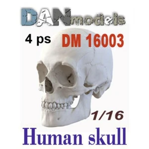Human Skull - Scale Model Kit Dan Models DM 16003 Scale 1:16 - Picture 1 of 6
