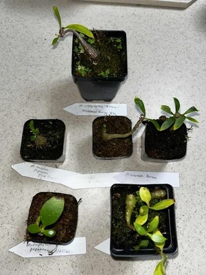 Juego de inicio de 6 macetas de semillas cultivadas en Florida para coleccionistas de plantas hormigas raras  Foto 1 de 4