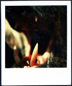 Vintage POLAROID Photograph, boar's TUSK, still life, hunting, unusual, 1970’s - Picture 1 of 3