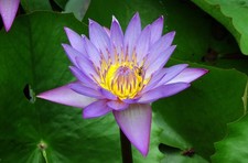 Live Nymphaea Tina Purple Tropical Water Lily Tuber Rhizome Pond A069 (see*)