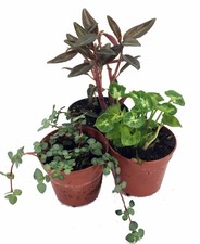 Terrarium & Fairy Garden Plants - 3 Plants in 2" pots