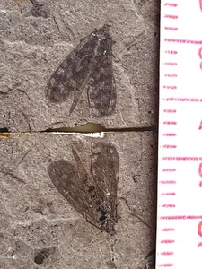 Ein Paar exquisite Insektenfossilien aus der Jura Daohugou Zeit !!! - Bild 1 von 1
