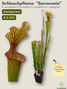 Sarracenia Schlauchpflanze Karnivoren, fleischfressende Pflanze-seedgrown #S-021 - Bild 1 von 3