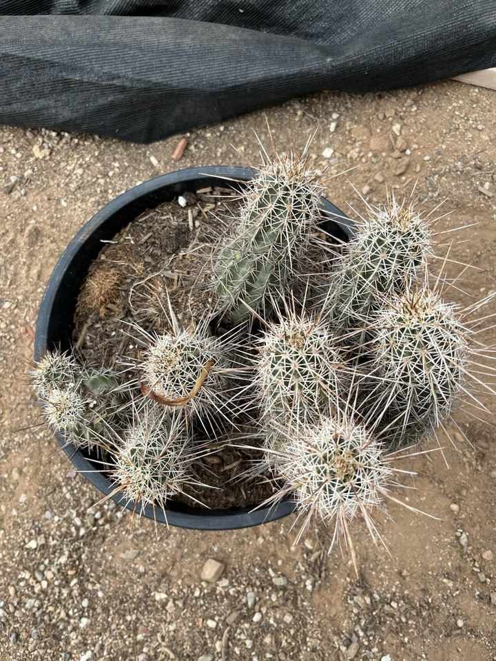 B034 Echinocereus Engelmanii Strawberry Hedgehog Cactus Ships Bare Root Thick xl - Image 1 of 2