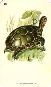 1968 Kindergarten Lernkarte Schildkröte #253 Economy Co. Smash Book Sammelalbum - Bild 1 von 1