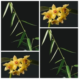 Hoya pandurata ssp. Angustifolia rama de 2 hojas sin raíces - Imagen 1 de 1