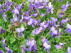 Pflanze/Blume/Staude Veilchen blau Bodendecker. - Bild 1 von 1
