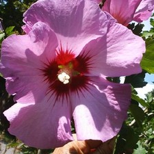 25 Seeds *Hibiscus Syriacus *Rose of Sharon Pink. Beautiful Flowering Bush!