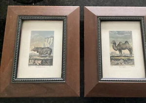 Jacques-Eustashe Deseve Animals In Landscape The Camel And The Rhinoceros Prints - Picture 1 of 3